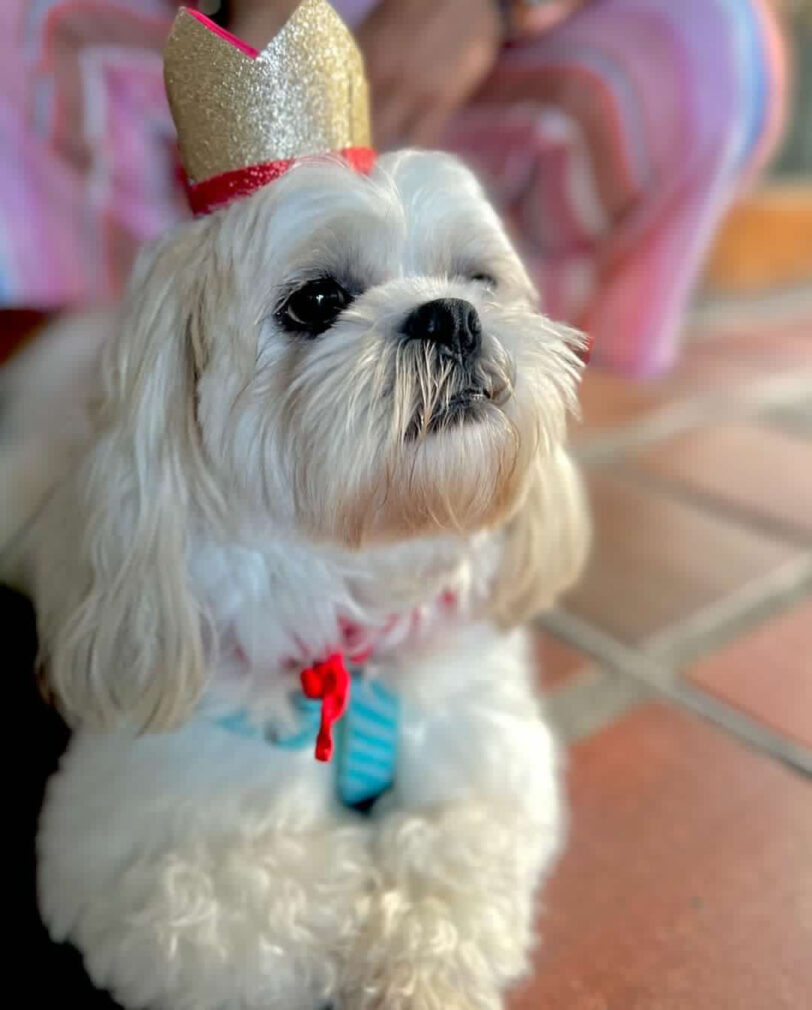 Perrito con corona roja en la cabeza